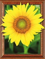 Ярко-желтый подсолнух