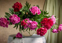 Букет садовых пионов на столе
