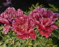 Пионы на клумбе