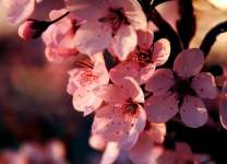 Цветы сакуры