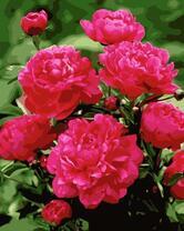 Букет ярких пионов