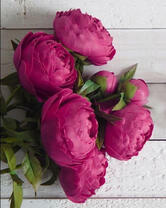 Насыщено-розовые пионы