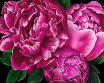 Яркие и пышные пионы