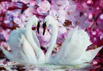 Цветущая сакура над лебединым озером