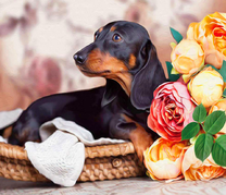 Черная такса возле букета пионов
