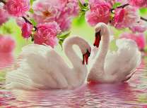 Лебеди на озере под цветущей сакурой