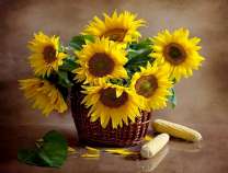 Корзина с подсолнухами и кукуруза