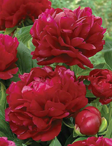 Багровые пионы