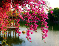 Цветение сакуры