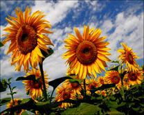 Цветущие в поле подсолнухи