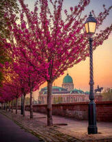 Цветущие сакуры в вечернем городе