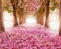 Опадание цветов сакуры