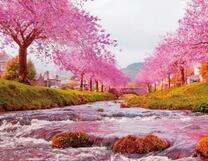 Алея цветущей сакуры вдоль реки