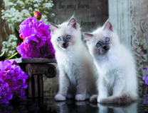 Белые пушистые котята и пионы