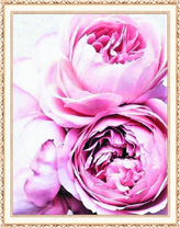 Нежно-розовые пионы