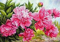 Цветущий куст розовых пионов