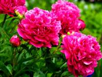 Королевские пионы