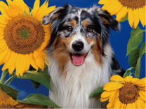 Три подсолнуха и радостный колли