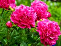 Малиновые пионы