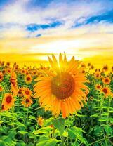 Подсолнухи в лучах солнца