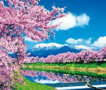 Красочное цветение сакуры на берегу тихой реки