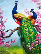 Красавцы павлины