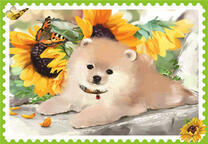 Шпиц среди подсолнухов