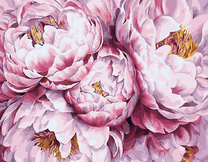 Большие нежно-розовые пионы