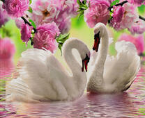 Влюбленные лебеди под цветущей сакурой