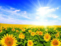 Голубое небо и солнце над подсолнухами