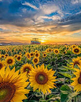 Солнечные подсолнухи