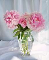 Букет нежных пионов на столе