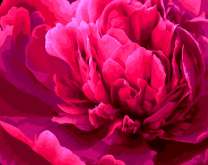 Лепестки пиона