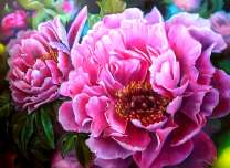 Пышные розовые пионы крупным планом