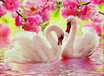 Два лебедя под цветущими ветвями сакуры