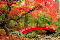 Мост под цветущей сакурой