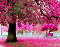 Цветущая сакура в Японии