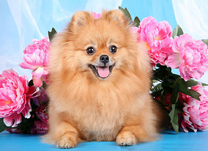 Милый шпиц возле букетов пионов