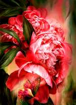 Красная бабочка на красных пионах