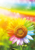 Подсолнух цвета радуги