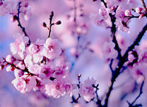 Красочные цветочки сакуры