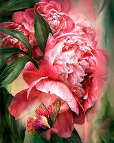 Большой пион и бабочка