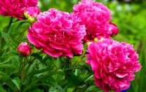 Розовые бархатные пионы