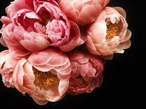 Пышные розовые цветы на черном фоне