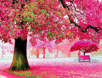 Весенний цвет сакуры в парке