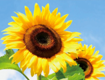 Два подсолнуха на фоне голубого неба